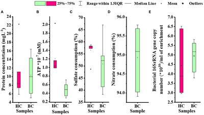 Depth wide distribution and metabolic potential of chemolithoautotrophic microorganisms reactivated from deep continental granitic crust underneath the Deccan Traps at Koyna, India